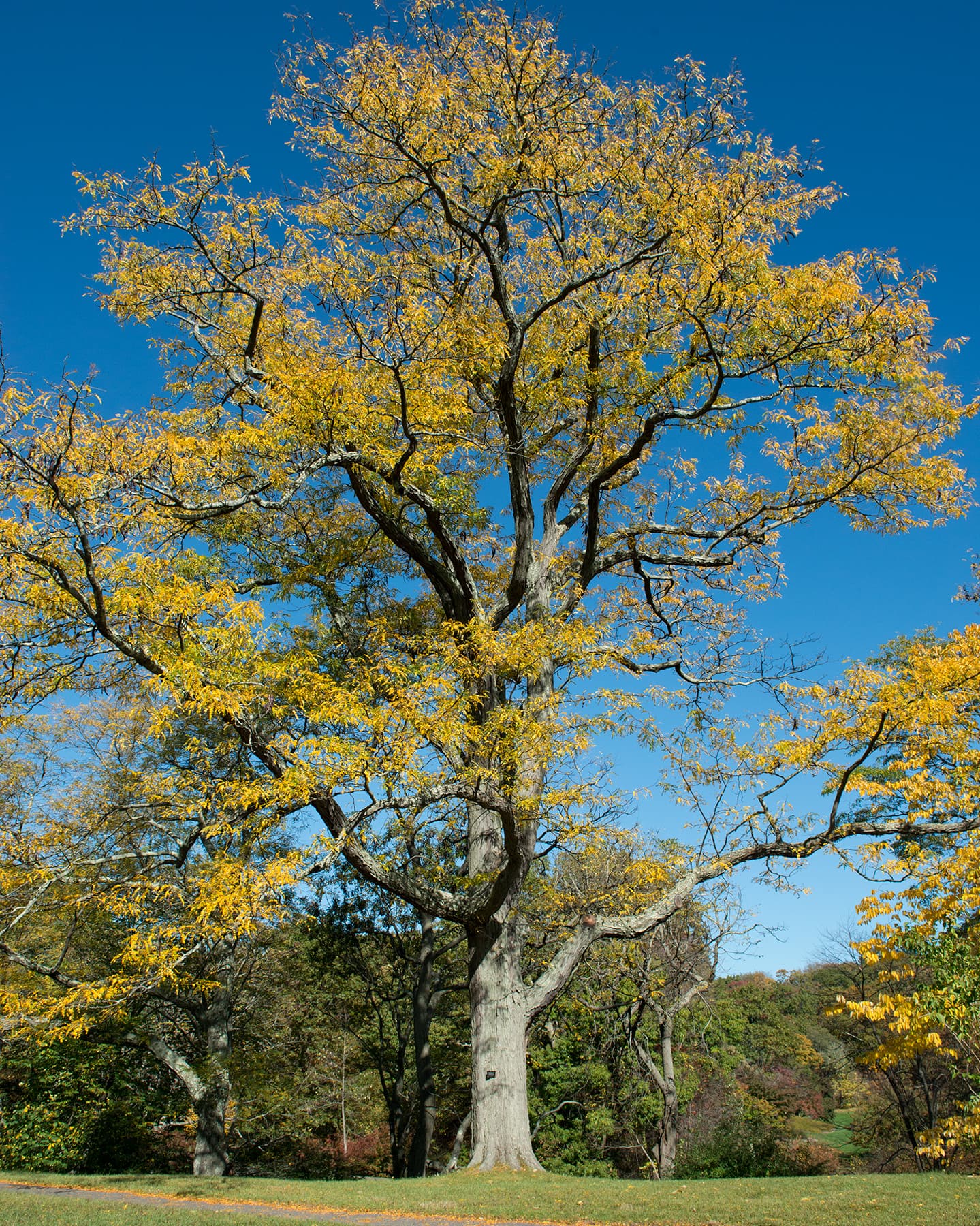 Sunlit tree canopy with dappled light